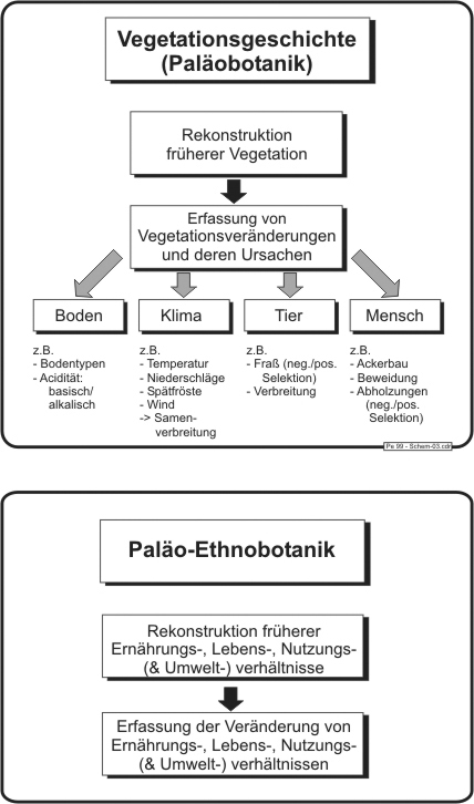 Vegetationsgeschichte/Ethnobotanik